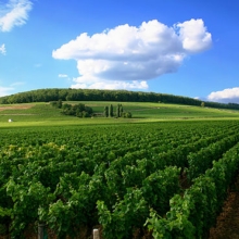 Beginners Guide to French Wine Classificaton